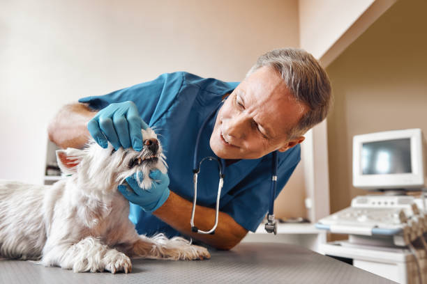 Best Emergency Dental Extractions in Harwich Center, MA